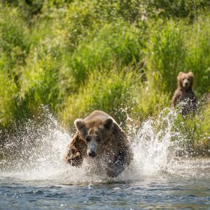 Brown Bear running into river