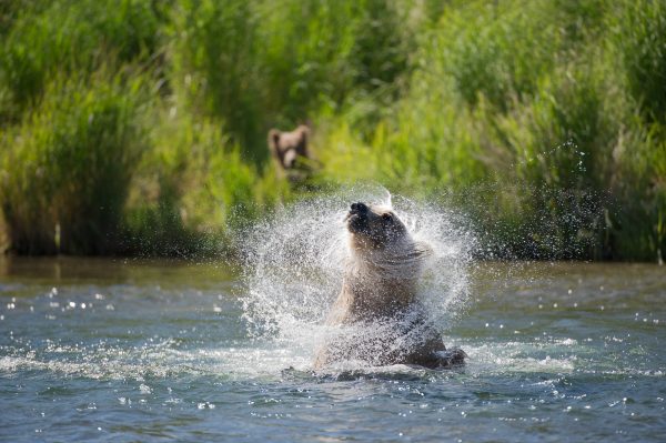 Brown Bear shaking water off