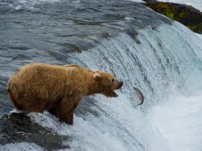 Brown Bear Catching salmon at Brooks Falls
