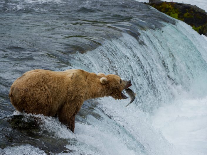 Brown Bear catching salmon